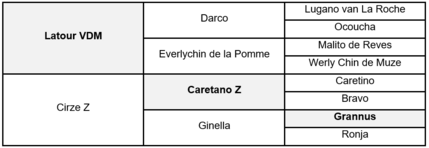 last gentleman  Springpferd